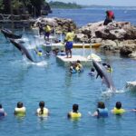 Dolphin Cove Ocho Rios