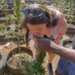 Weed farm in Jamaica