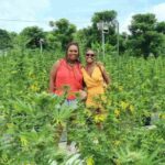 Weed farm in Jamaica